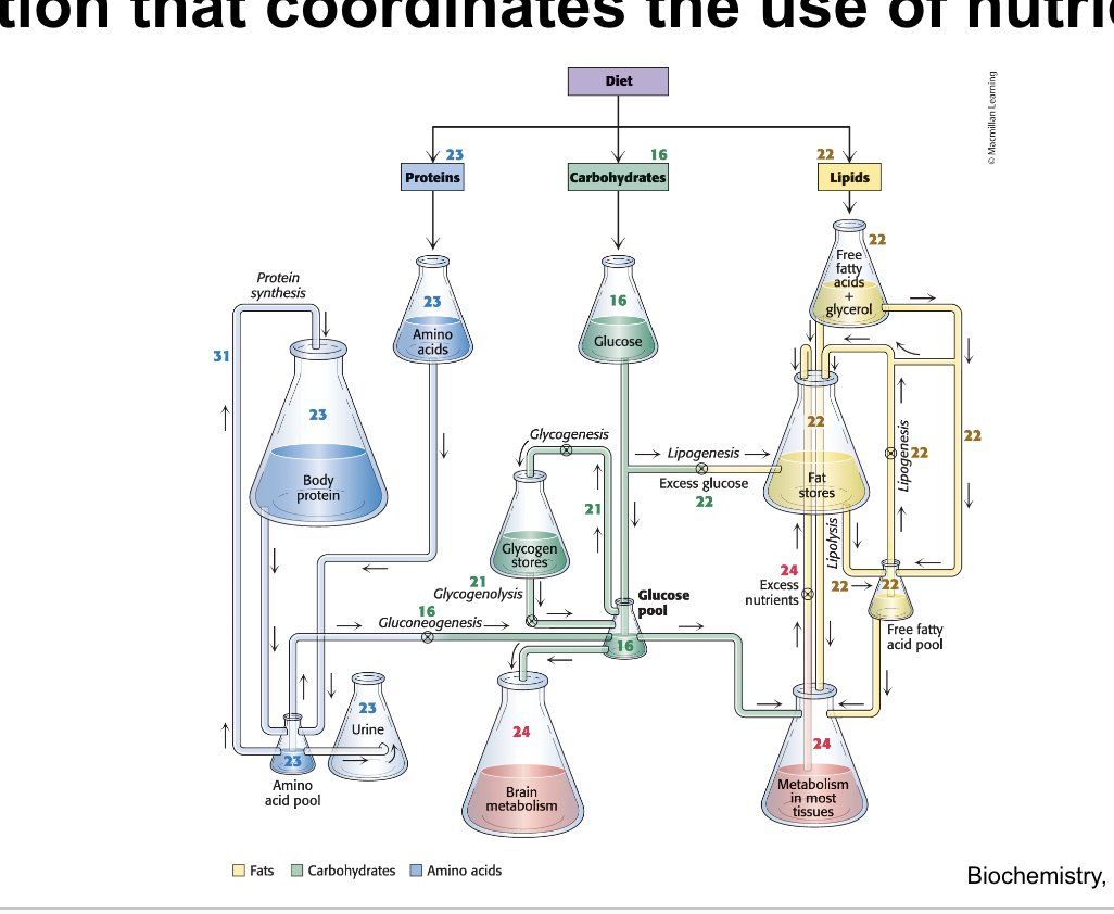 <p>metabolic regulation that coordinates the use of nutrient pools</p>