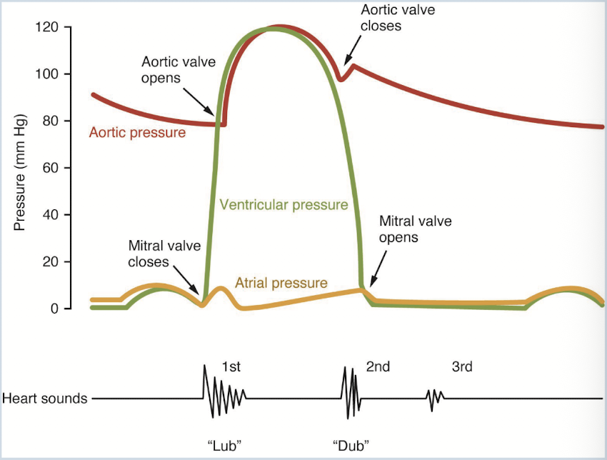<p>Breakdown of the heart sounds</p>