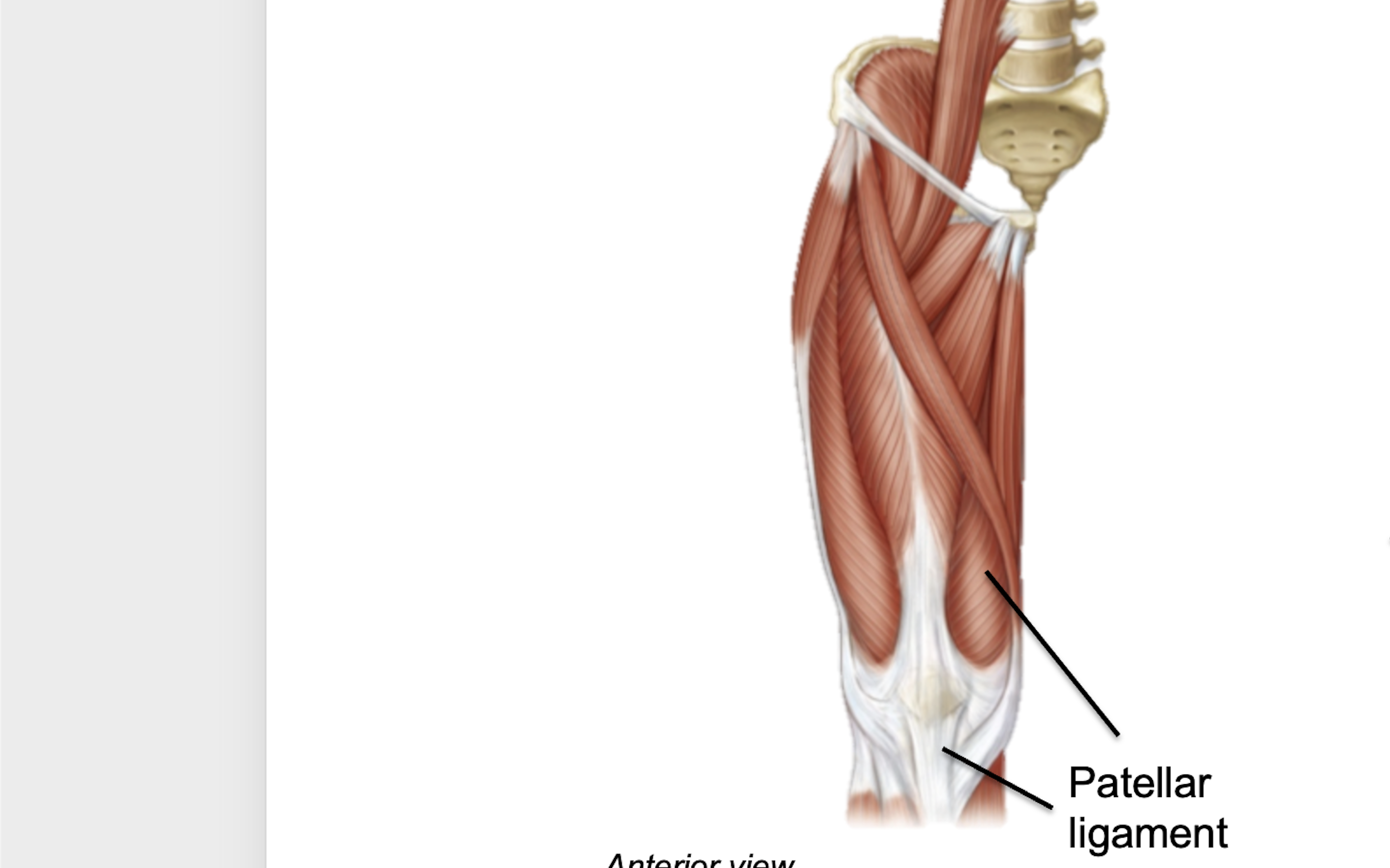 <p>What muscle is this?</p>