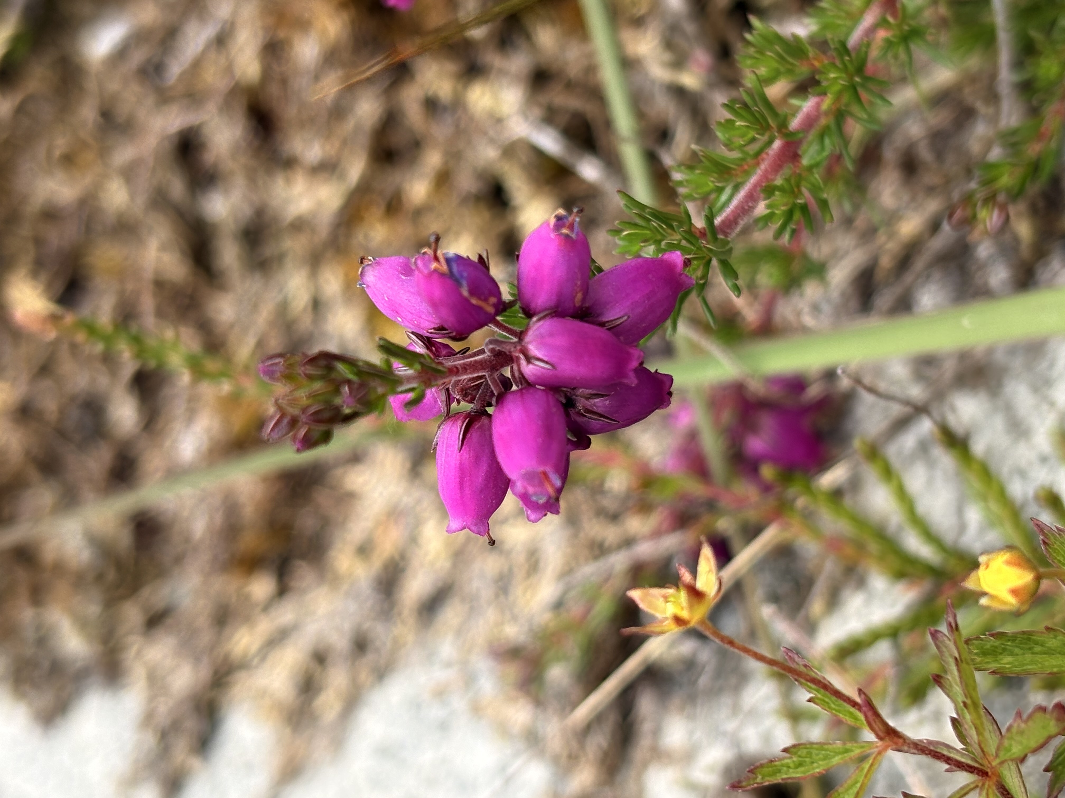 <p>bell heather</p>