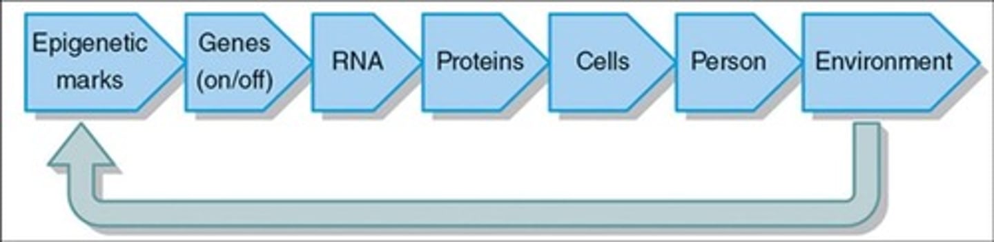 <p>Environment alters gene expression through chemical marks.</p>