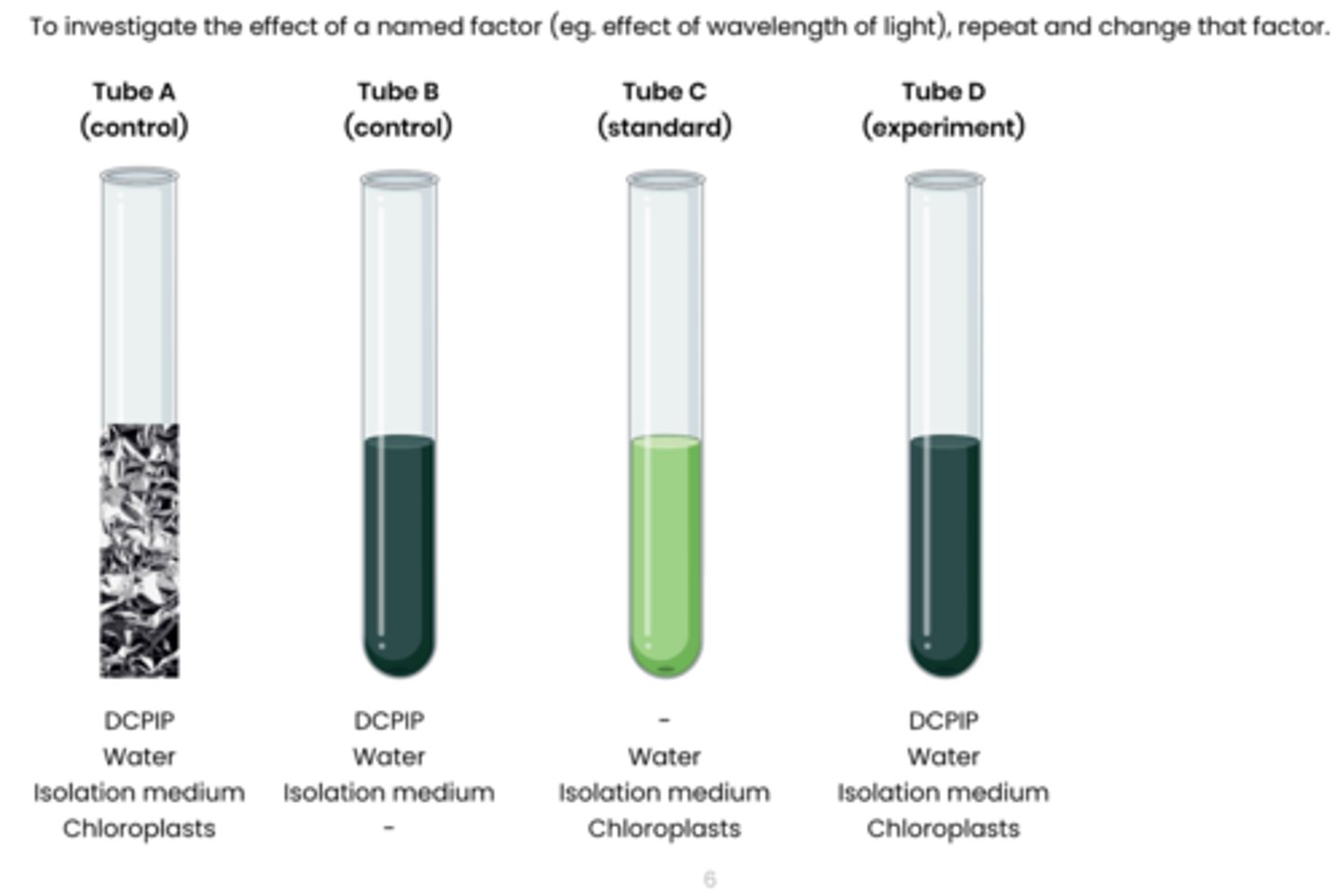 <p>1. Extract chloroplasts from a leaf sample using cell fractionation.</p><p>2. Set up test tubes as follows: A. Control 1 - set volume of DCPIP (redox indicator dye, electron acceptor), water and chloroplasts in isolation medium, covered in foil to block light</p><p>B. Control 2 - set volume of DCPIP, water and isolation medium without chloroplasts C. Standard - set volume of water and chloroplasts in isolation medium, without DCPIP</p><p>D. Experiment - set volume of DCPIP, water and chloroplasts in isolation medium</p><p>3. Shine light on test tubes and time how long to it takes for DCPIP to turn from blue (oxidised) to colourless (reduced) in tube D</p><p>- tube A and B should show no change</p><p>- Compare to a colour standard (tube C) to identify end point</p><p>4. Rate of dehydrogenase activity (s -1 ) = 1 / time taken</p>