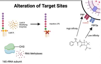 <p><strong><mark data-color="red" style="background-color: red; color: inherit">MUTATIONS</mark> </strong>in <strong><mark data-color="red" style="background-color: red; color: inherit">bacterial receptors</mark></strong> (e.g., penicillin-binding proteins or ribosomes) <strong><mark data-color="red" style="background-color: red; color: inherit">PREVENTING</mark> </strong>antibiotic <strong><mark data-color="red" style="background-color: red; color: inherit">binding</mark></strong>, allowing bacteria to survive.</p><p><strong><mark data-color="purple" style="background-color: purple; color: inherit">Reducing residence time</mark></strong> of <mark data-color="purple" style="background-color: purple; color: inherit">antibiotic results in </mark><strong><mark data-color="purple" style="background-color: purple; color: inherit">inactivity</mark></strong><mark data-color="purple" style="background-color: purple; color: inherit">.</mark></p>