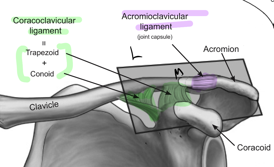 <p>x1 Intrinsic=acromioclavicular ligament</p><p>x2 Extrinsic/external coracoclavicular  ligament </p>