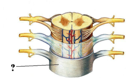<p><span><span>Identify the indicated layer of the meninges.</span></span></p>