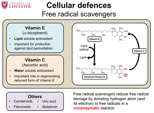 <p>Vitamin E and Vitamin C are the main free radical scavengers.</p>