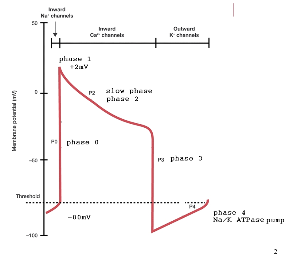 <p>T/F: this action potential diagram represents the stepwise events of calcium entry into a single cell of the cardiac system</p>
