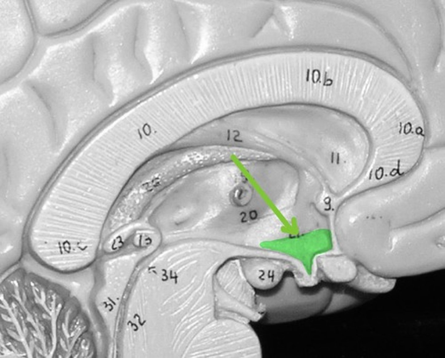 <p>regulate hormones</p>
