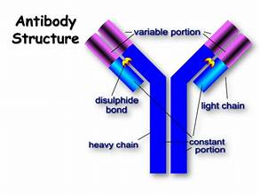 Antibody diagram