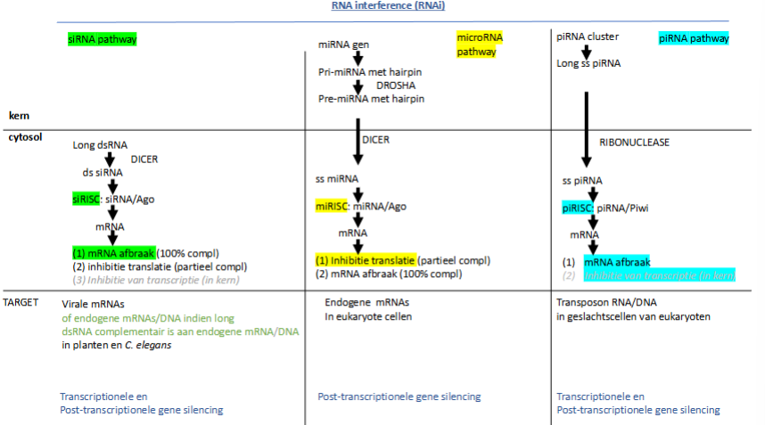 <p>ribonuclease is NIET dicer</p>
