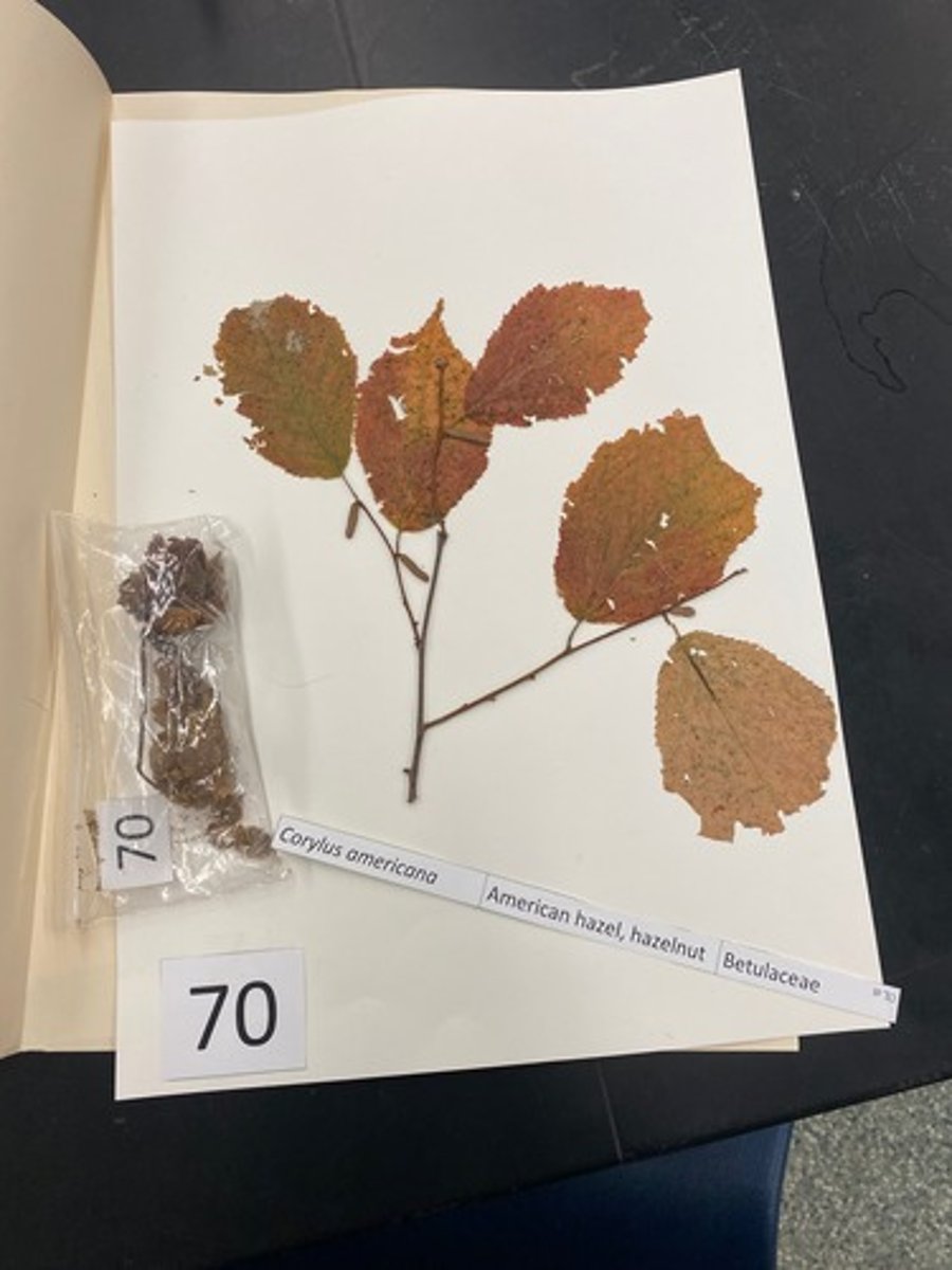 <p>Corylus americana (Betulaceae)</p>