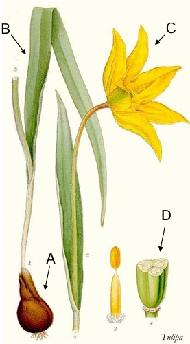 term image