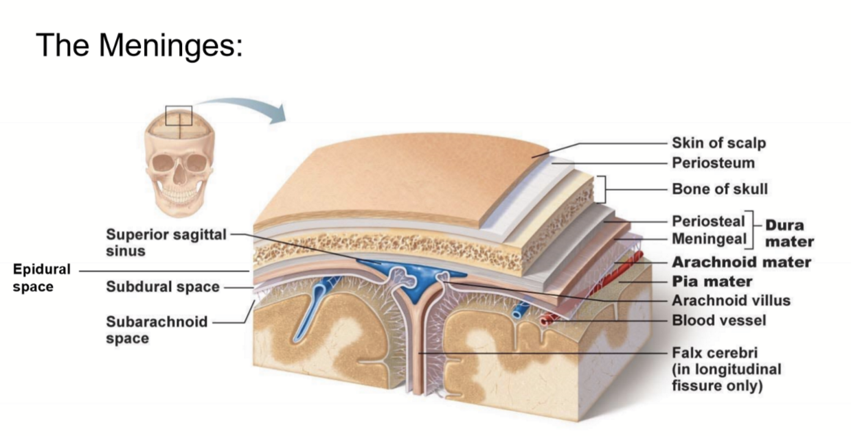 <p>- outer periosteal layer and inner meningeal layer<br>- thick, fibrous, strong (DICT)<br>- Vascular</p>