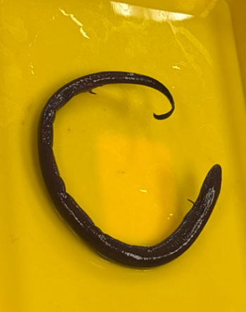 <p>Family: Amphiumidae</p><p>pointy beak</p><p>single pair of gill slits</p><p>4 tiny legs, 2 toes each</p>