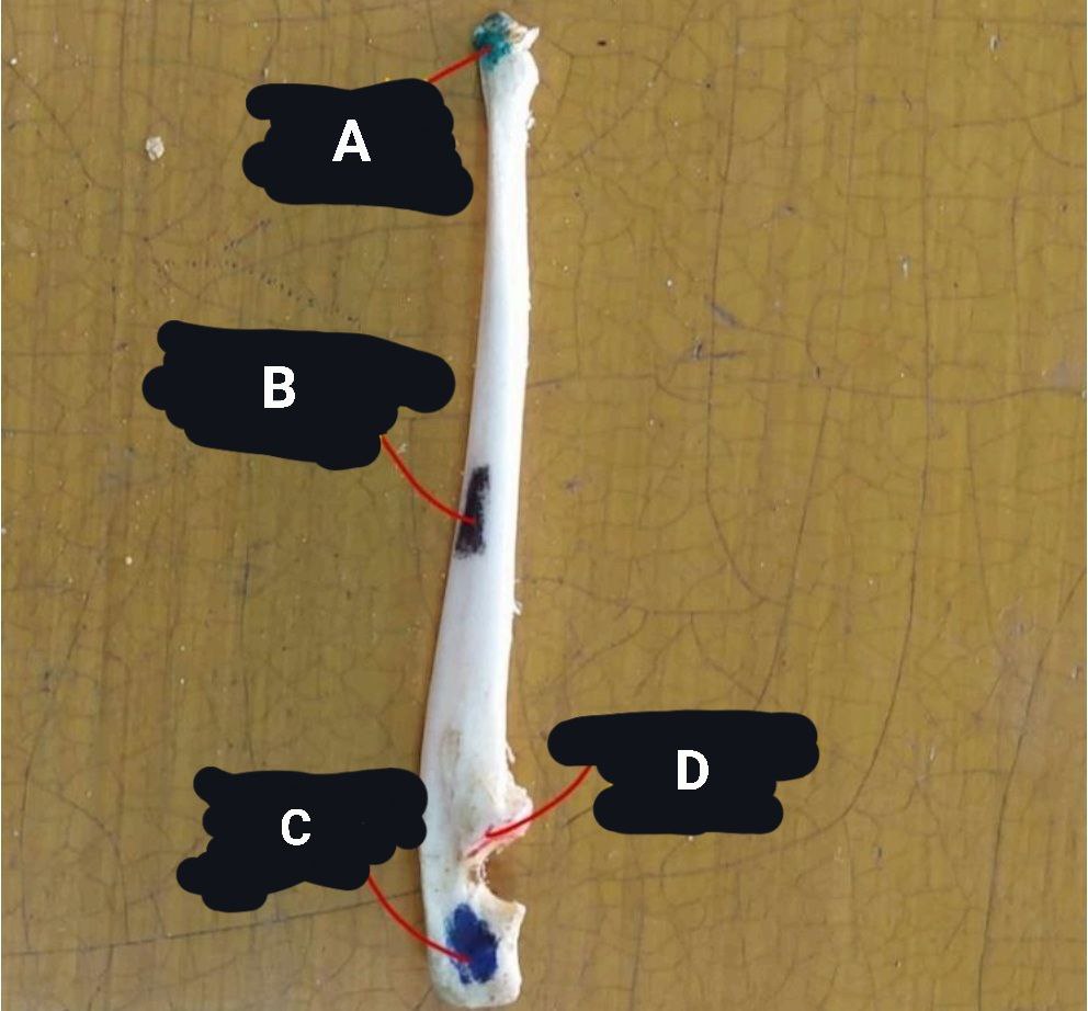 <p>Cat’s Ulna</p>