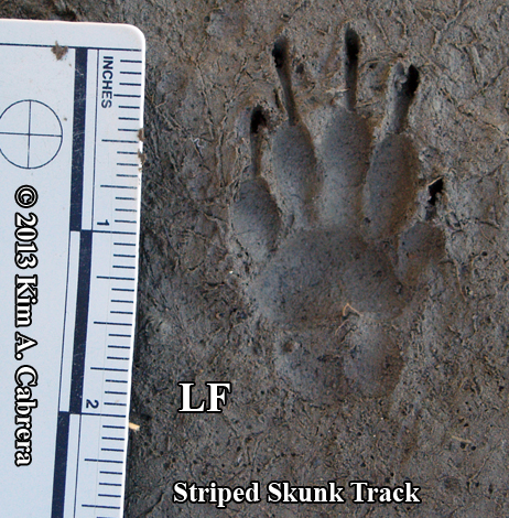 <p><strong>Spilogale</strong> putorius</p><p>Much smaller. 10 in body, 7 in tail. Stands on front legs to warn predators. </p>