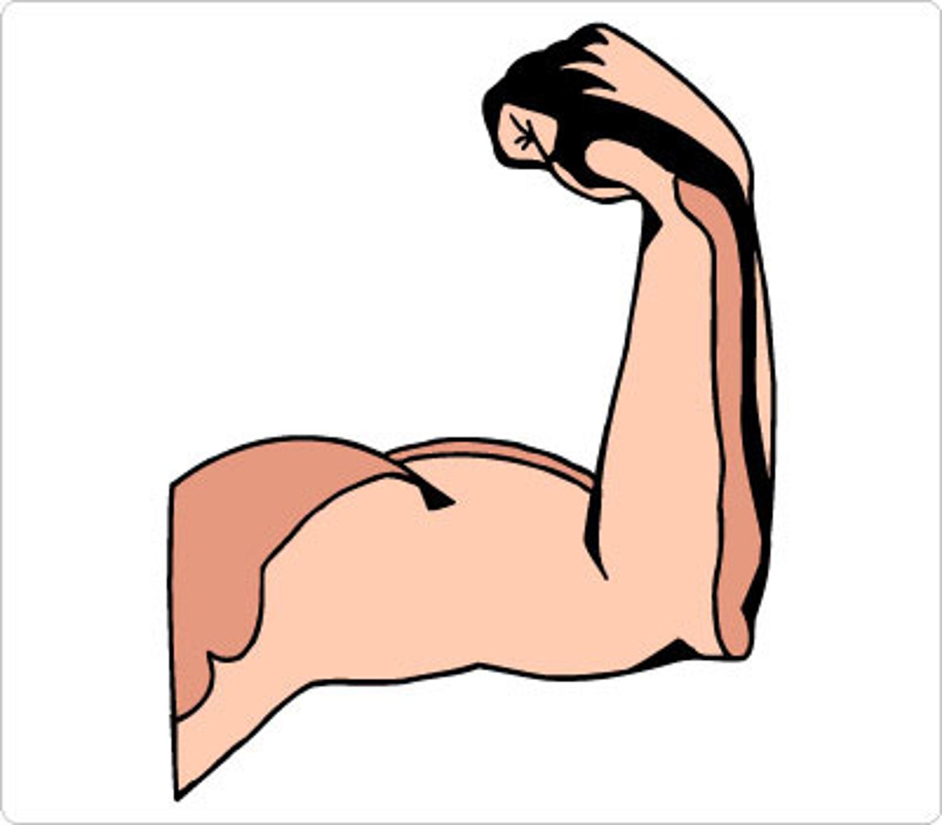 <p>muscle</p>