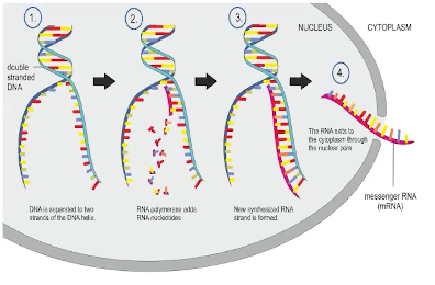 <p><strong>RNA Transcription</strong></p>