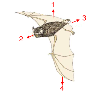 <p>Provide the four forces that act on flying organisms.</p>
