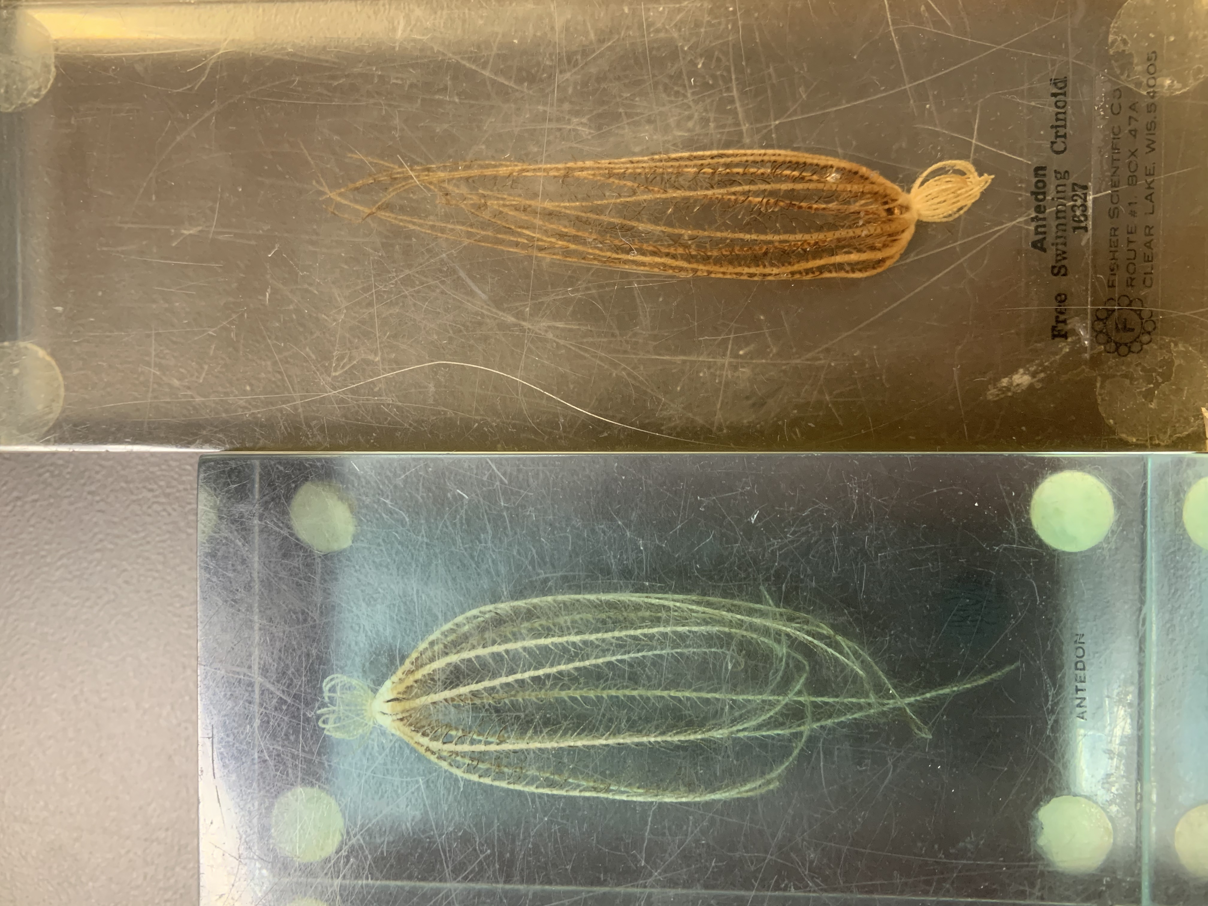 Phylum