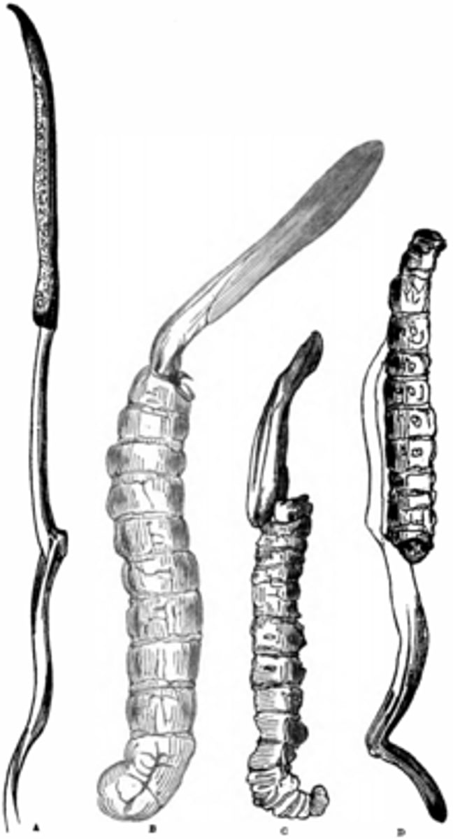 <p>Maczużniczek chiński pasożytuje na</p>