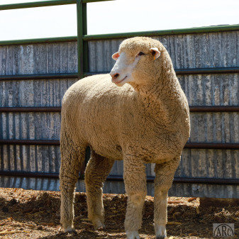 <p>crossbred/medium wool breeds</p>