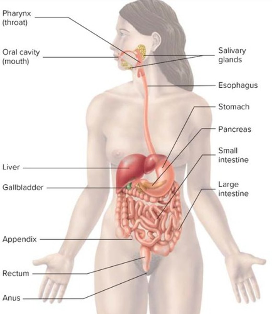 <p>Gastrointestinal (GI) tract or Alimentary canal</p>