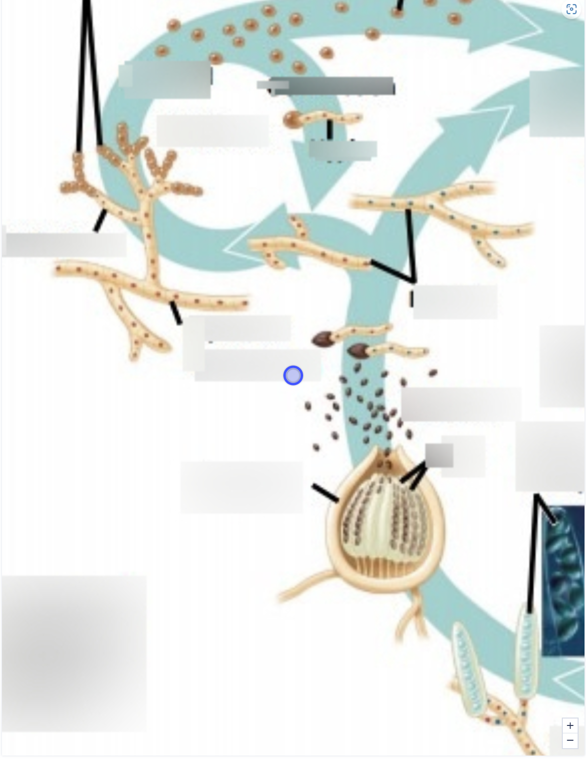 term image