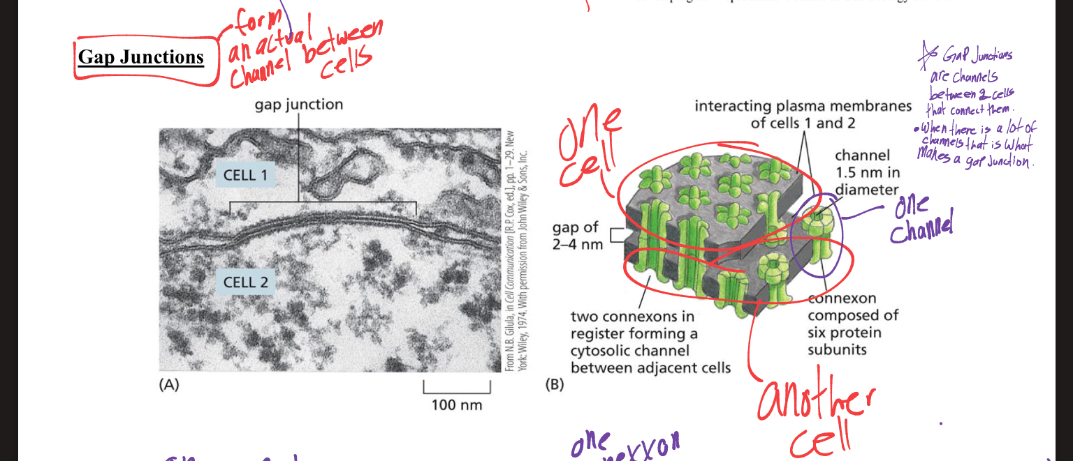 <p>they are channels connecting 2 cells, </p><ul><li><p>when there are a lot of channels that is what makes a gap junction. </p></li><li><p></p></li></ul><p></p>