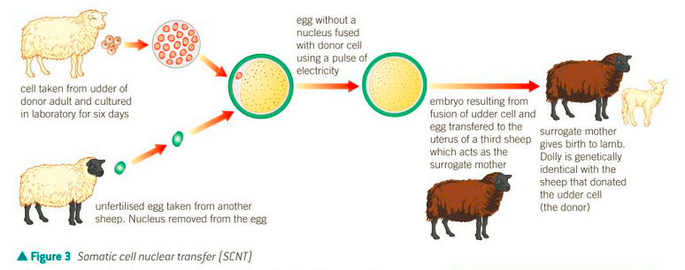 <p>two types are twinning or somatic cell nuclear transfer</p><p>Twinning:</p><ul><li><p>Early embryos are artificially split</p></li><li><p>used by farmers to produce maximum offspring from cows</p></li></ul><p>Somatic cell nuclear transfer:</p><ul><li><p>nucleus is removed from a somatic cell of an animal and the nucleus from a different ovum</p></li><li><p>nucleus from somatic cell is placed into ovum and given electric shock so it fuses</p></li><li><p>embryo is transferred to a third animal</p></li><li><p>new animal is clone of the animal which the somatic cell was from but mtDNA comes from egg</p></li></ul><p></p>
