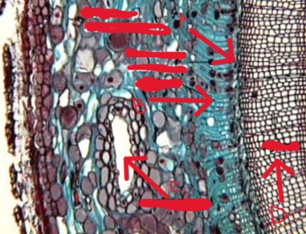 <ol><li><p>identify the genus</p></li><li><p>identify the part of the plant</p></li><li><p>identify a-d</p></li></ol><p></p>