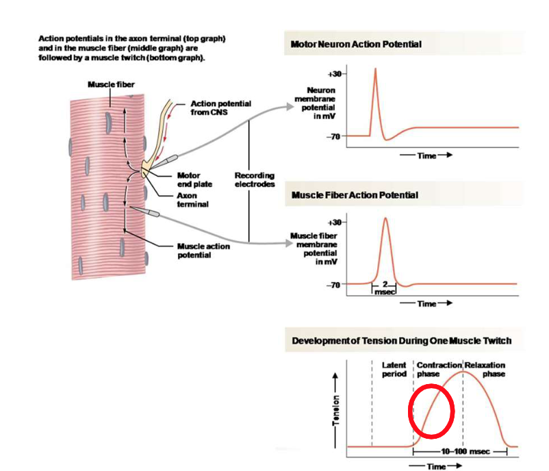 <p>During the contraction phaseā¦</p>