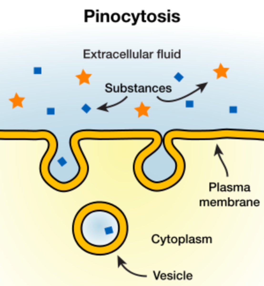 <p>pinocytosis</p><p>(cellular drinking)</p>