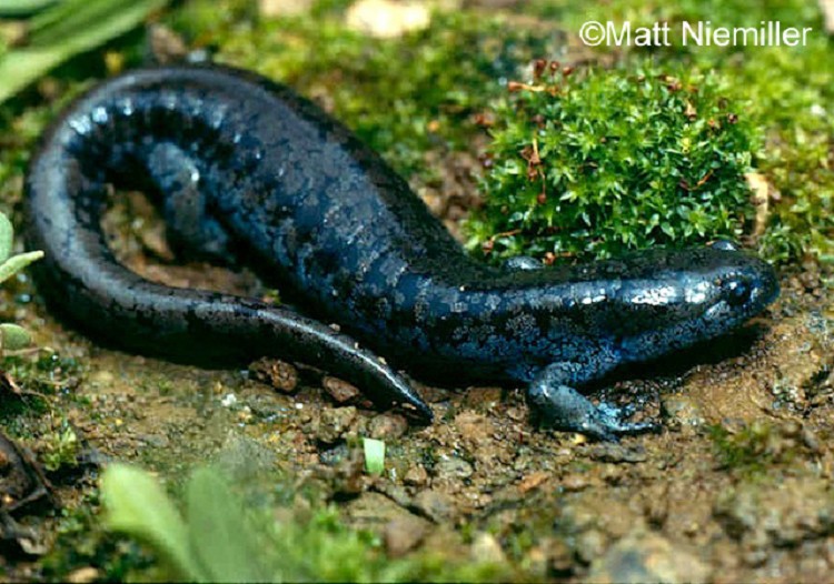 <p>Brownish-gray to grayish-black with many small, light gray specks that sometimes merge on the sides to form a lichen-like pattern which is extremely variable in intensity. It is medium-sized (4-5 ½ inches long) with a stocky body and a small head.</p>