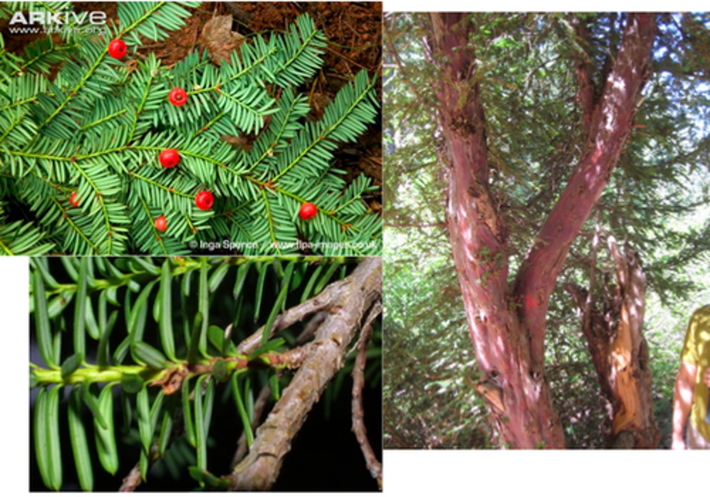 <p>Unique attributes</p><p>- Slow-growing, small conifer found beneath the canopy of moist forests.</p><p>- Can live for centuries</p><p>- All parts of the tree—except the fleshy red aril around the seed—are toxic, containing compounds that can affect the heart and nervous system if ingested. (livestock deaths- horses and cows, particularly when it’s but and left where animals can access it)</p><p>- Has males and female trees—only the females produce the red, berry-like arils that hold the seeds, while males produce small pollen cones.</p><p>- It’s ecologically rare. Why? It grows slowly meaning if it’s disturbed or cut down it takes a long time to recover; It prefers specific habitats (shady understory of mature forests); it was heavily harvested for Taxol when first discovered; having female and male trees means both need to be nearby to reproduce.</p><p>Medicinal and other uses</p><p>- Taxol is a powerful chemical compound originally derived from the bark of the Pacific yew.</p><p>- It has been widely used to treat breast, ovarian, and other cancers—and is one of the most significant medicinal products to come out of BC.</p><p>- Wod extremely flexible and strong- used for hunting bows</p>