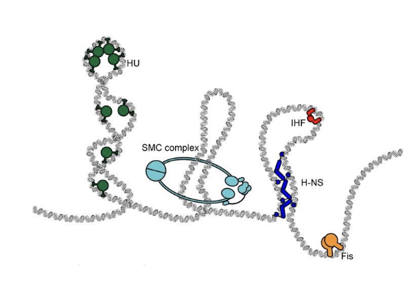 <ul><li><p>use <strong>DNA binding proteins</strong> to cover DNA (like eukaryotes) </p><ul><li><p>BUT <strong><em>do not have histones</em></strong></p><ul><li><p>so <strong><em>DNA not wrapped around nucleosome</em></strong></p></li></ul></li></ul></li><li><p><strong>Gyrase</strong> required to introduce torsion (negative supercoiling) to compact DNA</p></li><li><p><strong>SMC proteins generate loops </strong>to organize DNA</p></li></ul><p></p>