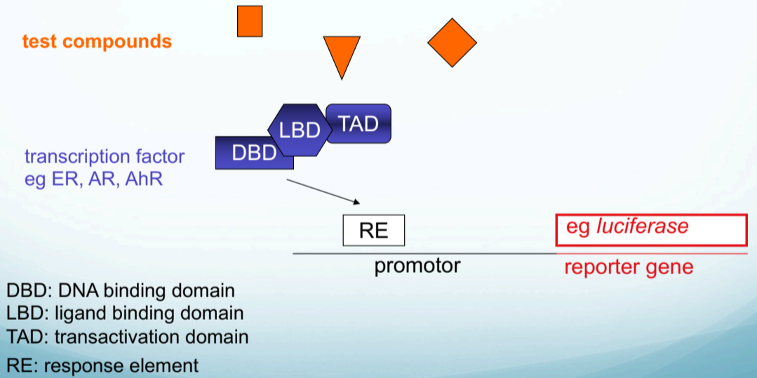 <p>in-vitro assay → Rational of reporter gene assays </p><ul><li><p>estrogen receptor as TF for reporter gene (eg luciferase) </p></li><li><p>when add test compound use luminescence to determine compound capabilities</p></li></ul><p>advantages and application of reporter gene assays</p><ul><li><p>Small effort in terms of time, costs and work load compared to primary hepatocytes, animal models or clinical studies </p></li><li><p>High throughput screening capacity (HTS): several thousand compounds can be simultaneously tested on enzyme induction </p></li><li><p>Analysis of human receptors: example: </p><ul><li><p>CYP3A4 induction </p></li><li><p>Rifampicin activates human but not rodent PXR Dexamethason activates rodent PXR much better </p></li></ul></li><li><p>High sensitivity example: soil samples can be tested for contamination With PAH/ TCDD-like compounds</p></li></ul><p>Disadvantages of in-vitro reporter assays compared to in-vivo assays</p><ul><li><p>Kinetic phenomena are spared out</p></li><li><p>Biological consequences unclear, since test read-out is artificial</p></li></ul><p></p>