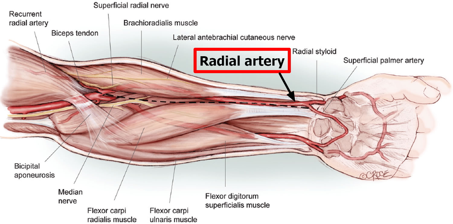 <p>artery of the lower arm, the artery felt when taking the pulse at the thumb side of the wrist</p>