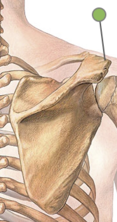 <p>Which bone landmark of the scapula is the tip of its spine?</p>