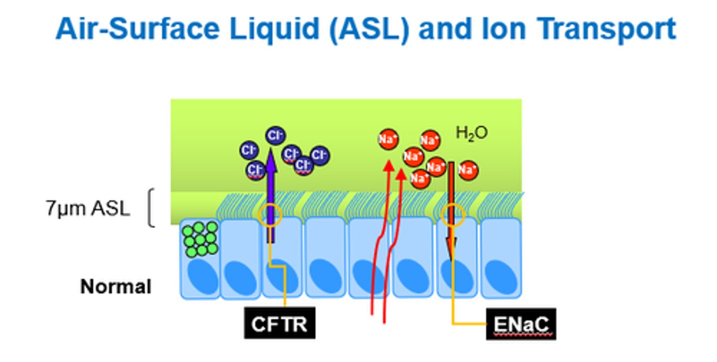 <p>- CFTR channel opens and Cl- moves out.</p><p>- Na+ and water also move out.</p><p>- Causes airway hydration.</p><p>- ENaC (epithelial Na channel) opens, and Na+ goes back in (with water)</p>