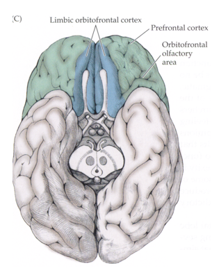 <p>what effects are seen with lesions to the medial (limbic) orbitofrontal cortex?</p>