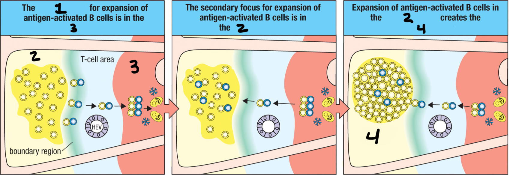 <p>1; formed when the TFH cell/B cell cognate pair move together into the medullary cords and proliferate together; temporary aggregate of proliferating activated antigen-specific B cells and T cells that forms in a secondary lymphoid tissue at the beginning of an adaptive immune response</p>