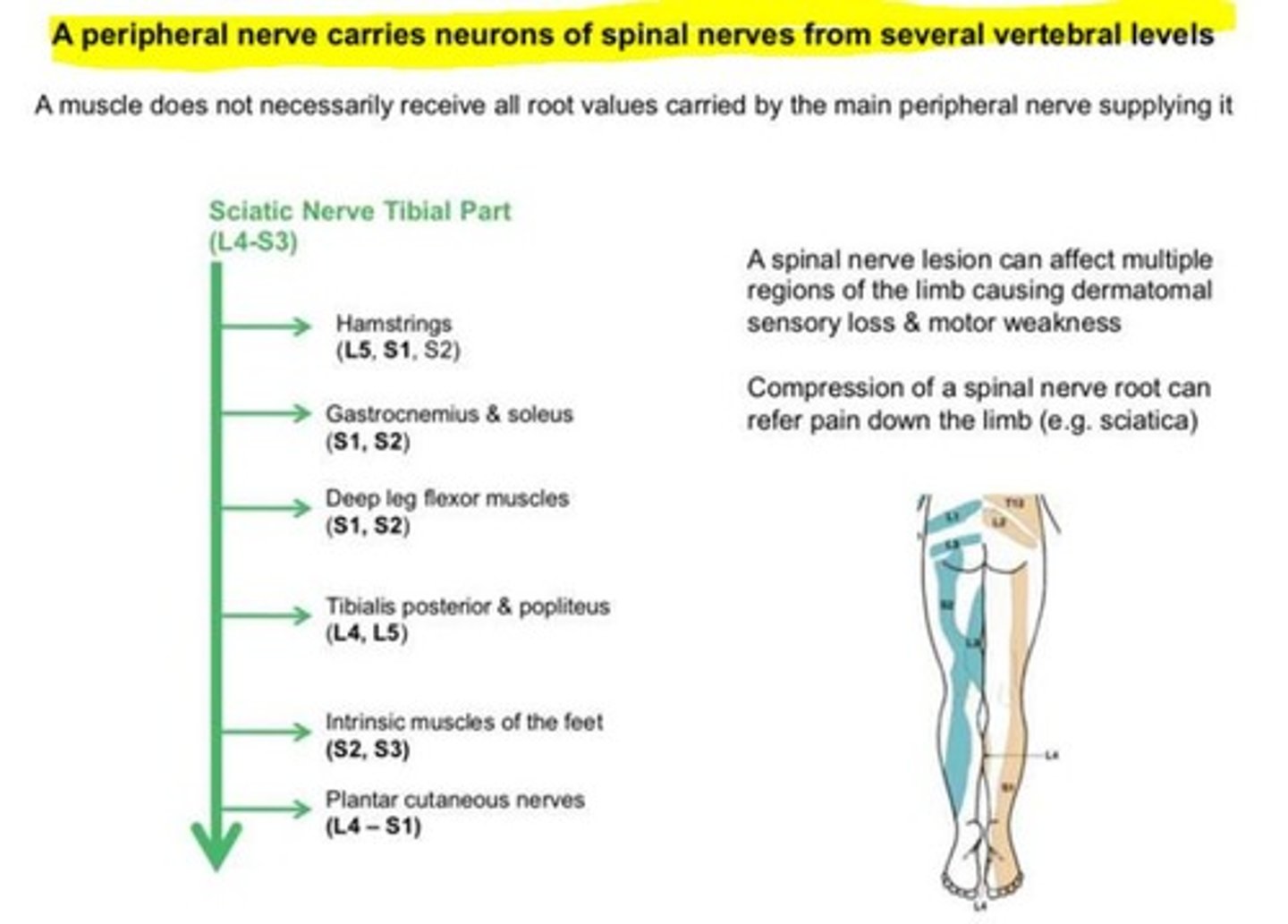 <p>Most peripheral nerves will have contributions from multiple spinal nerves. Therefore, injury to one spinal nerve will NOT cause loss of function or sensation to a large area as the nerve will receive contributions from other spinal roots.</p><p>A peripheral nerve carries neurons of spinal nerves from several vertebral levels</p>