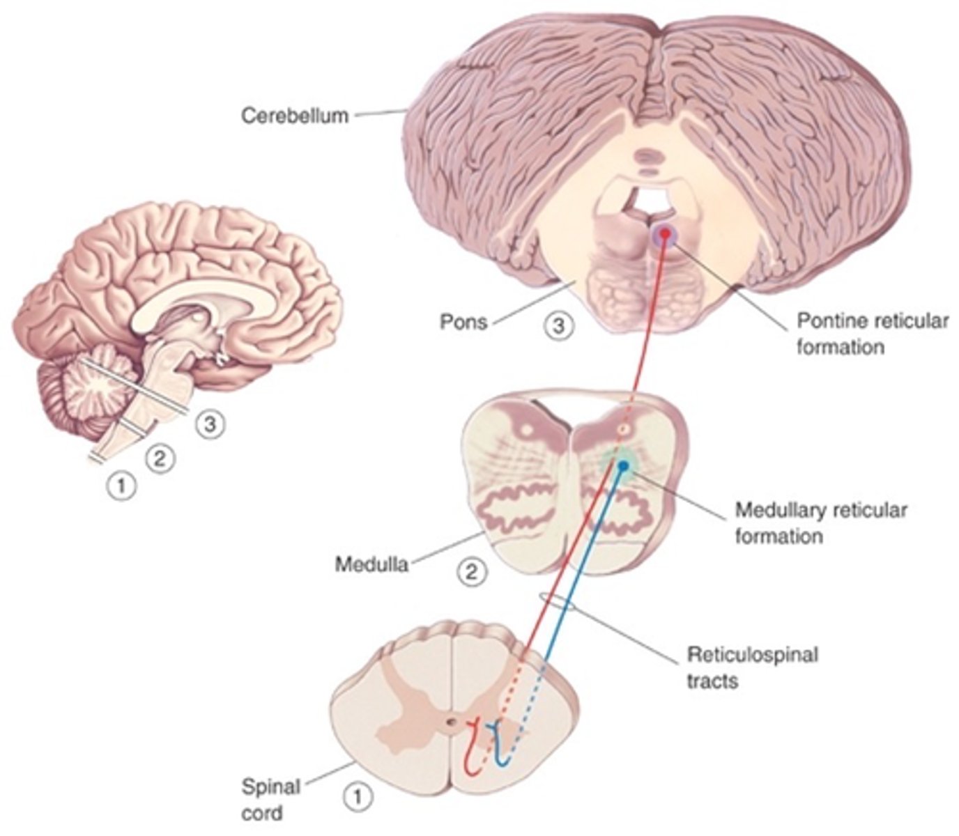 <p>What do reticulospinal tracts control?</p>