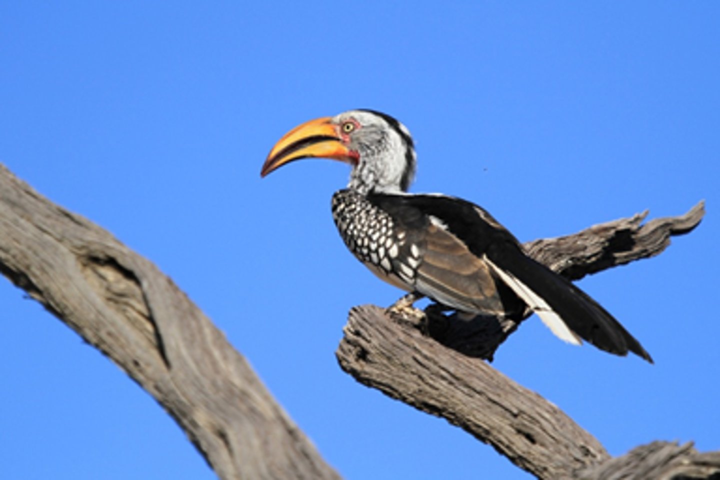 <p>a hornbill</p>
