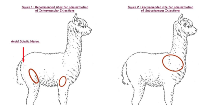 <p>subQ</p><ul><li><p>shoulder area </p></li></ul><p>IM </p><ul><li><p>infront of armpit </p></li><li><p>behind the flank in leg m. </p></li></ul>