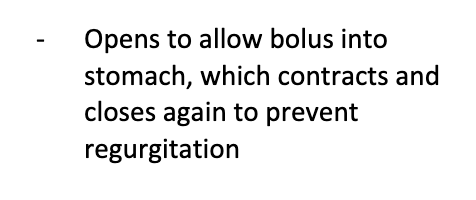 esophagus-stomach junction that surrounds the cardio orifice to keep it closed when not swallowing food to prevent acid from escaping the stomach (controls what enters the stomach)