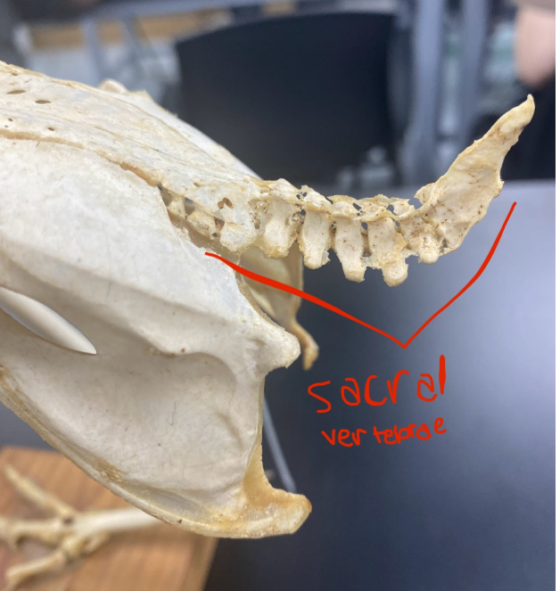 <p>Sacral vertebrae (posterior)</p>