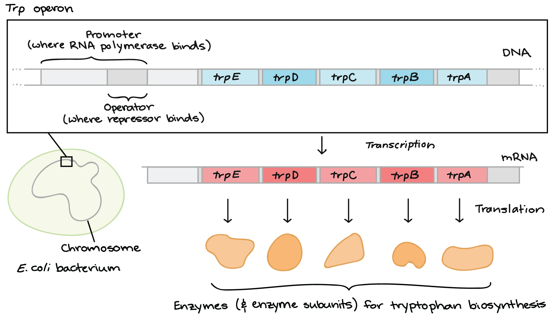 <p>Trp operon</p>