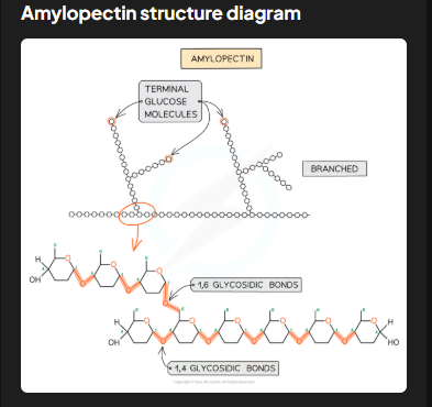 <p>Amylopectin accounts for 70-90% of starch. It has 1,4 glycosidic bonds but also 1,6 glycosidic bonds, forming a branched structure. Branching provides many terminal glucose molecules, which are easily hydrolyzed during cellular respiration for quick energy release.</p>